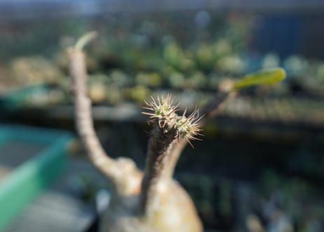パキポディウム　グラキリス　 Pachypodium Gracilius  No.5