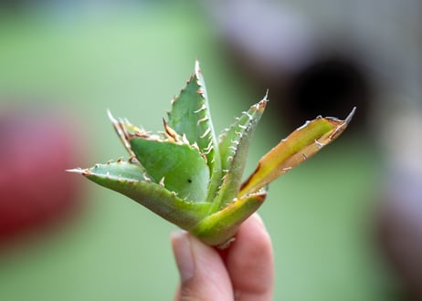 アガベ　チタノタ　黄覆輪　カキコ株