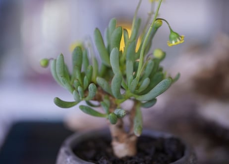 Othonna clavifolia