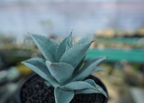 アガベ　ドラゴントゥース　Agave Dagontoes　No.6
