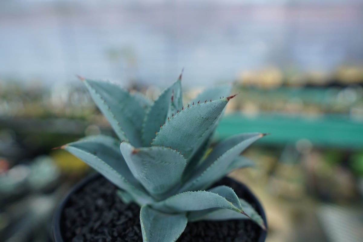 アガベ　ドラゴントゥース中株 アガベ ドラゴントゥース Agave Dagontoes No.6 | mana's farm