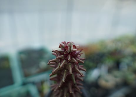 ユーフォルビア　モナデニウム　シューベイ　Euphorbia monadenium schubei