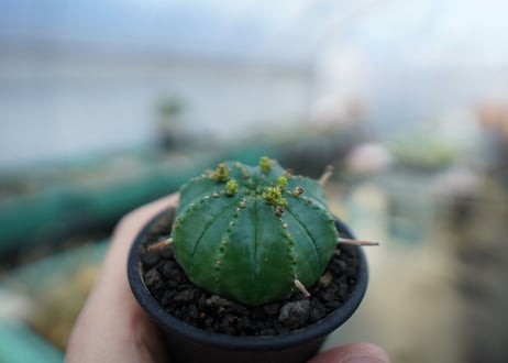ユーフォルビア　メロフォルミス　Euphorbia meloformis　E5