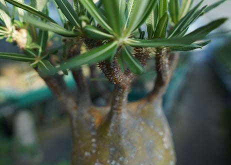 パキポディウム　グラキリス　 Pachypodium Gracilius  No.1