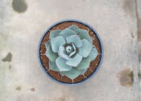 Agave parryi var. truncata