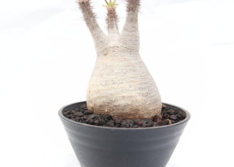 塊根植物 グラキリス パキポディウム グラキリス no.95 | mana's farm:塊根植物・アガベ