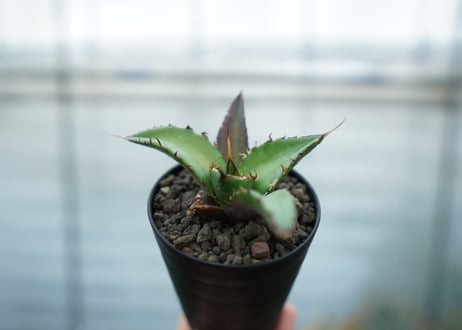 アガベ　チタノタ　ハデス　Agave titanota Hades