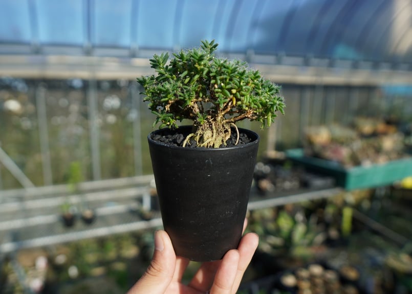 トリコディアデマ ステラツム Trichodiadema stellatum No.2 |