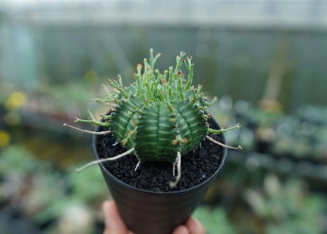 ユーフォルビア　バリダ　Euphorbia valida　No.3