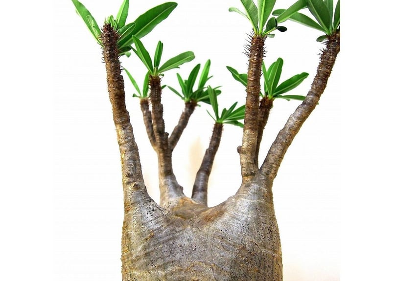 パキポディウム・グラキリス⑥ Pachypodium Gracilius パキポディウム グラキリス №6 | mana