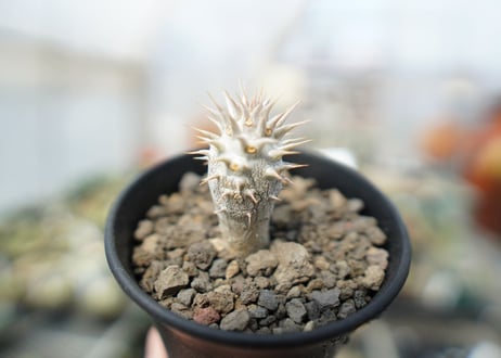 パキポディウム　デンシフローラム Pachypodium densiflorum