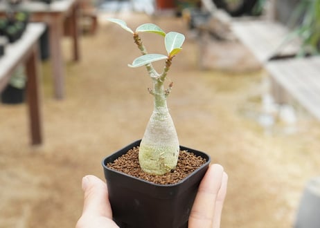 アデニウム 沖縄実生