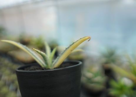 アガベ　マクロアカンサ錦　Agave macroacantha variegata NO.1