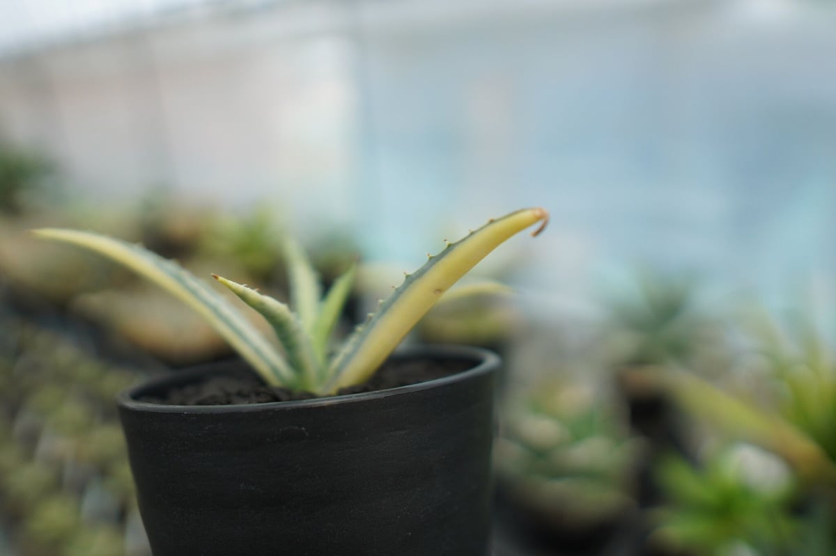 アガベ マクロアカンサ錦 Agave macroacantha variegata NO.1