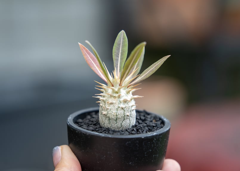 パキポディウム ロスラーツム 沖縄実生 | mana's farm:塊根植物