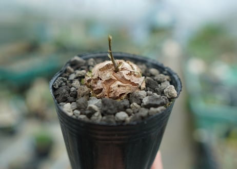 亀甲竜　Dioscorea elephantipes　No.1