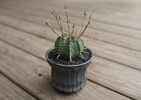 ユーフォルビア　バリダ　”塊根植物スターターセット”