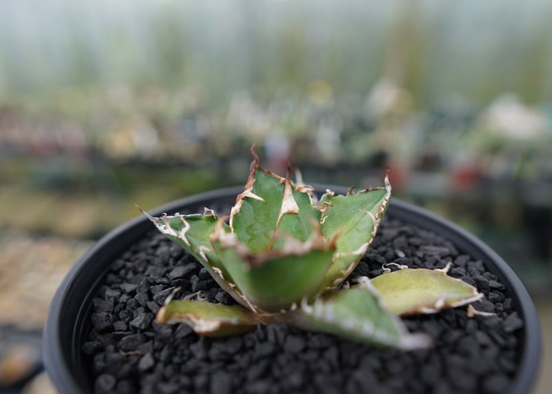 アガベ チタノタ シーザー agave titanota caesar No.3 | mana