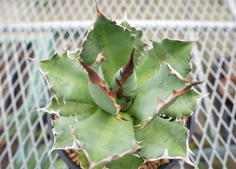 アガベ チタノタ 厳龍 | mana's farm:塊根植物・アガベ・ドライ