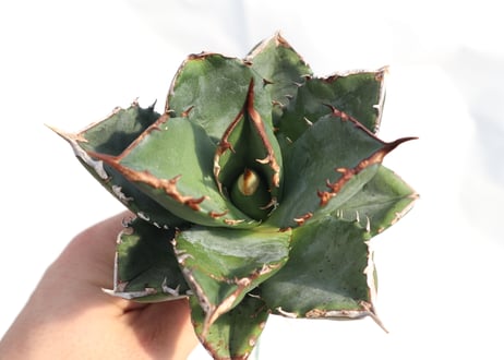 Agave titanota FO-76 dwarf  compacta  no.4