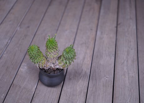 Euphorbia azarashi