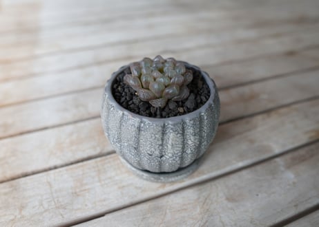 ハオルチア　ブラックオブツーサ　Haworthia obtusa Black