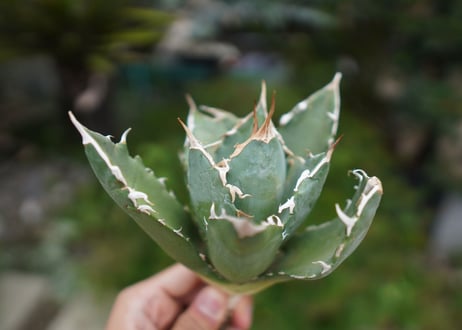 Agave titanota 白鯨 A NO.3