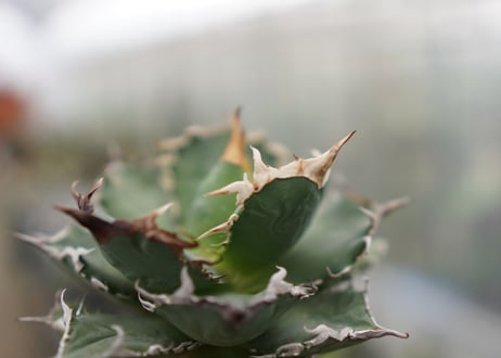 Agave titanota FO-76  D NO.1