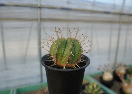 ユーフォルビア　スーパーバリダ　Euphorbia super valida  No.2