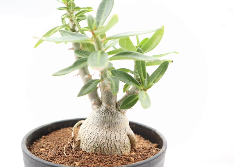 パキポディウム ビスピノーサム 国内実生 | mana's farm:塊根植物