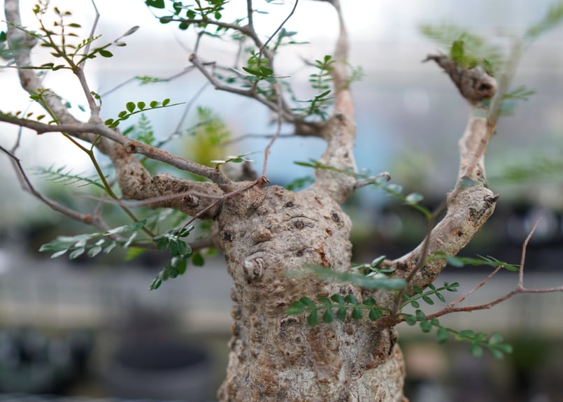 オペルクリカリア パキプス 《2》 | mana's farm:塊根植物・アガベ