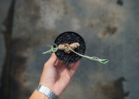 ペラルゴニウム　ビオリフロルム　Pelargonium violiflorum