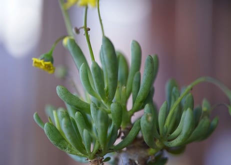 Othonna clavifolia