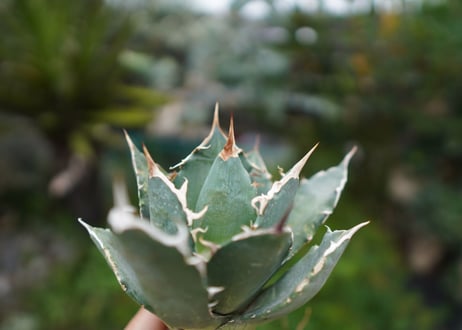 Agave titanota 白鯨 A NO.7
