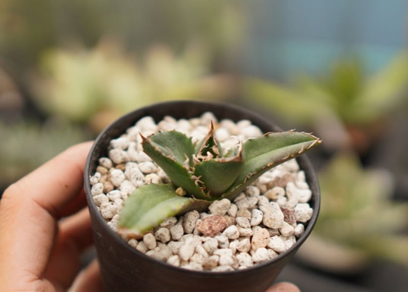 Agave titanota ”arrow” カキコ No.5 | mana's farm:塊