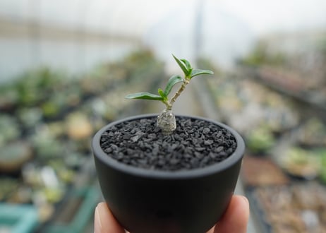 フォッケア　エデュリス　”火星人”　Fockea edulis  No.2