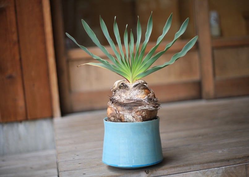 ブーファン Boophane | mana's farm:塊根植物・アガベ・ドライガーデン