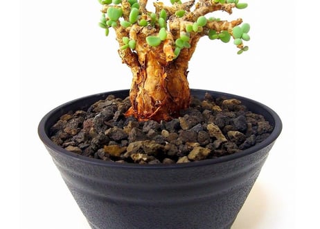 Ceraria pygmaea ケラリア・ピグマエア  №１