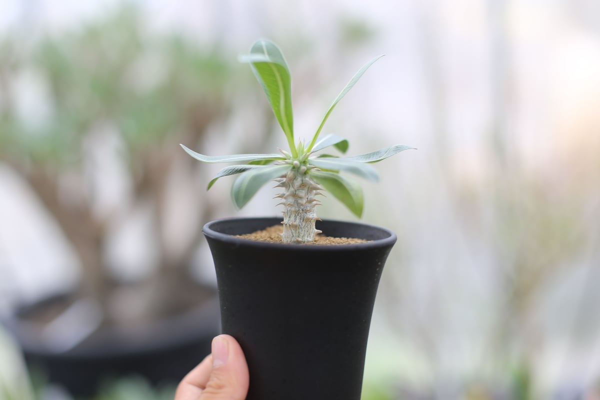 パキポディウム デンシフローラム 国内実生 | mana's farm:塊根植物