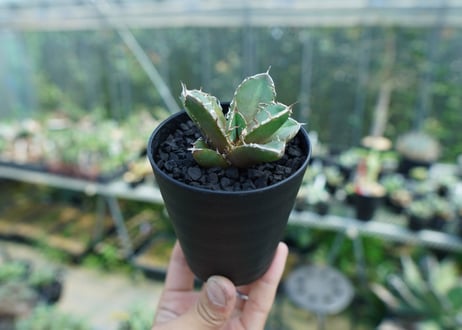 アガベ　チタノタ　鬼爪雪峰  Agave titanota “Onitsume Yukimine” 子株　No.1