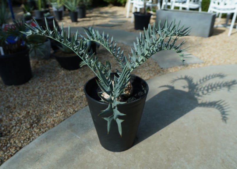 エンセファラルトス ホリダス Encephalartos horridus | mana's エンセファラルトス ホリダス Encephalartos horridus | mana's
