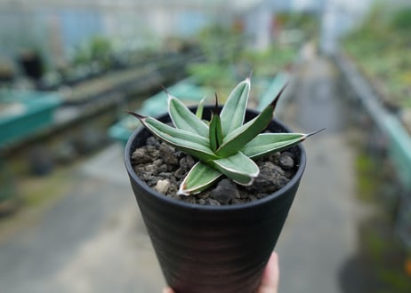 アガベ　ニッケルシー 　Agave nickelsiae