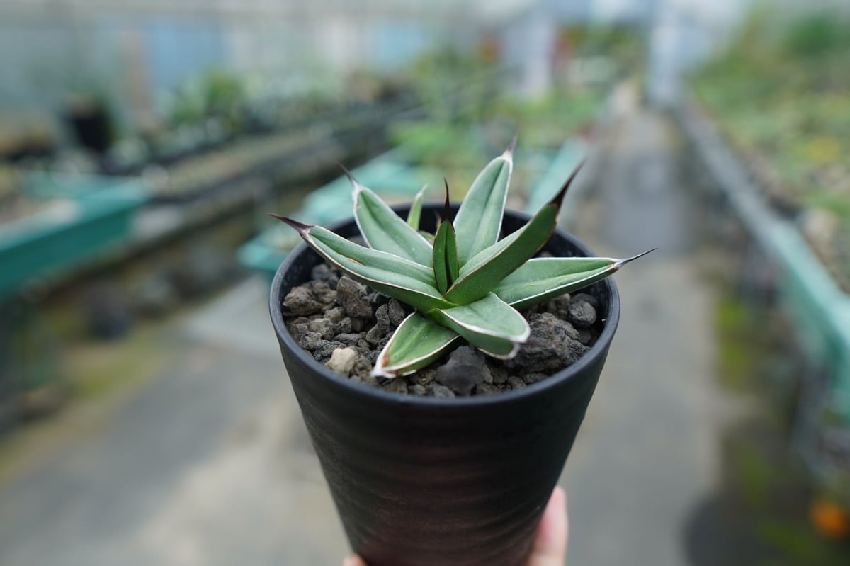 アガベ ニッケルシー Agave nickelsiae | mana's farm:塊根植物