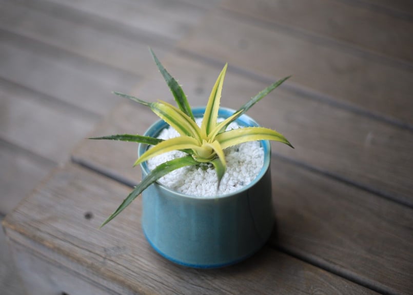 ディッキア パラファット Dyckia 'Pallaphat' | mana's green: ディッキア パラファット Dyckia 'Pallaphat' | mana's green: