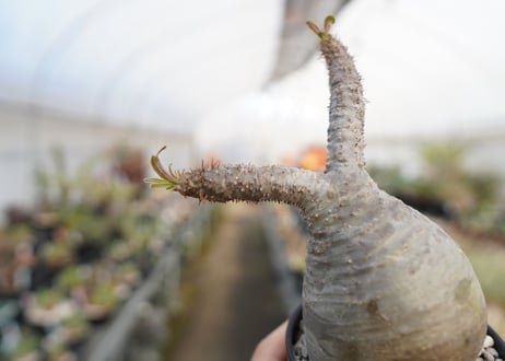 パキポディウム　グラキリス　 Pachypodium Gracilius