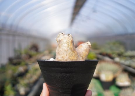 パキポディウム　エブレネウム　Pachypodium eburneum　No.1