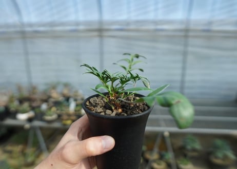 ペラルゴニウム　ビオリフロルム　Pelargonium violiflorum　C12