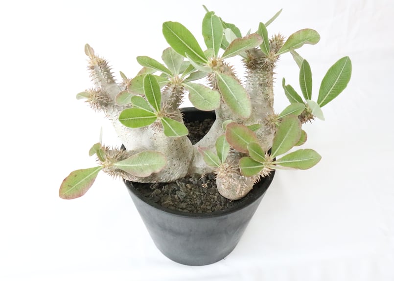 3頭➕3頭 塊根植物（大） パキポディウム ホロンベンセ DULTON 陶器鉢 3頭➕3頭 塊根植物（大） パキポディウム ホロンベンセ DULTON 陶器鉢