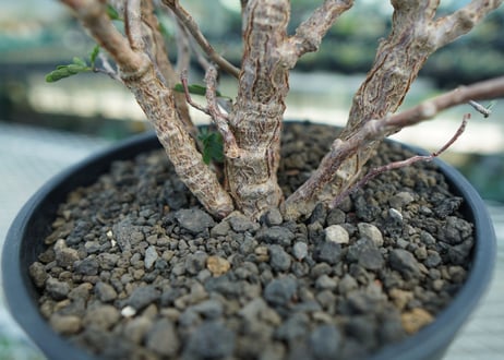 センナ　メリディオナリス　Senna meridionalis
