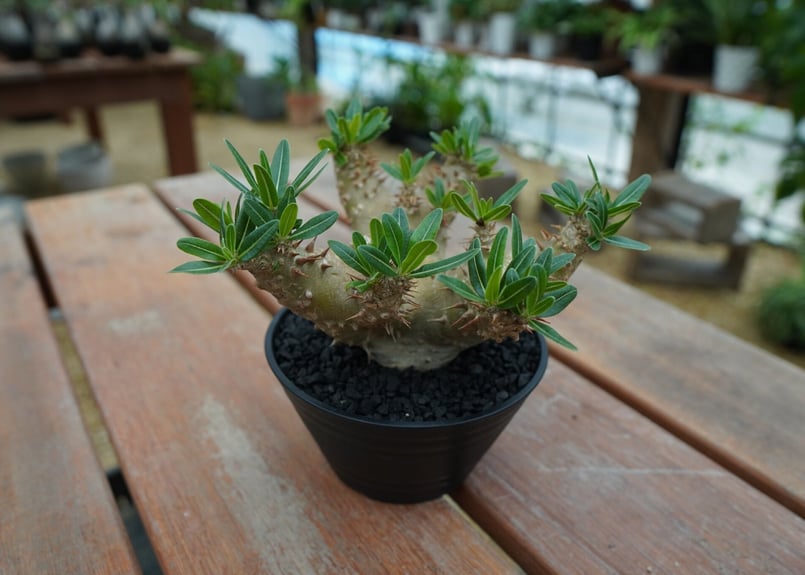 パキポディウム　デンシフローラム コーデックス パキポディウム デンシフローラム○3.5寸 | 【公式